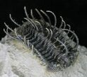 Spine-On-Spine Koneprusia Trilobite - Spectacular #22125-2